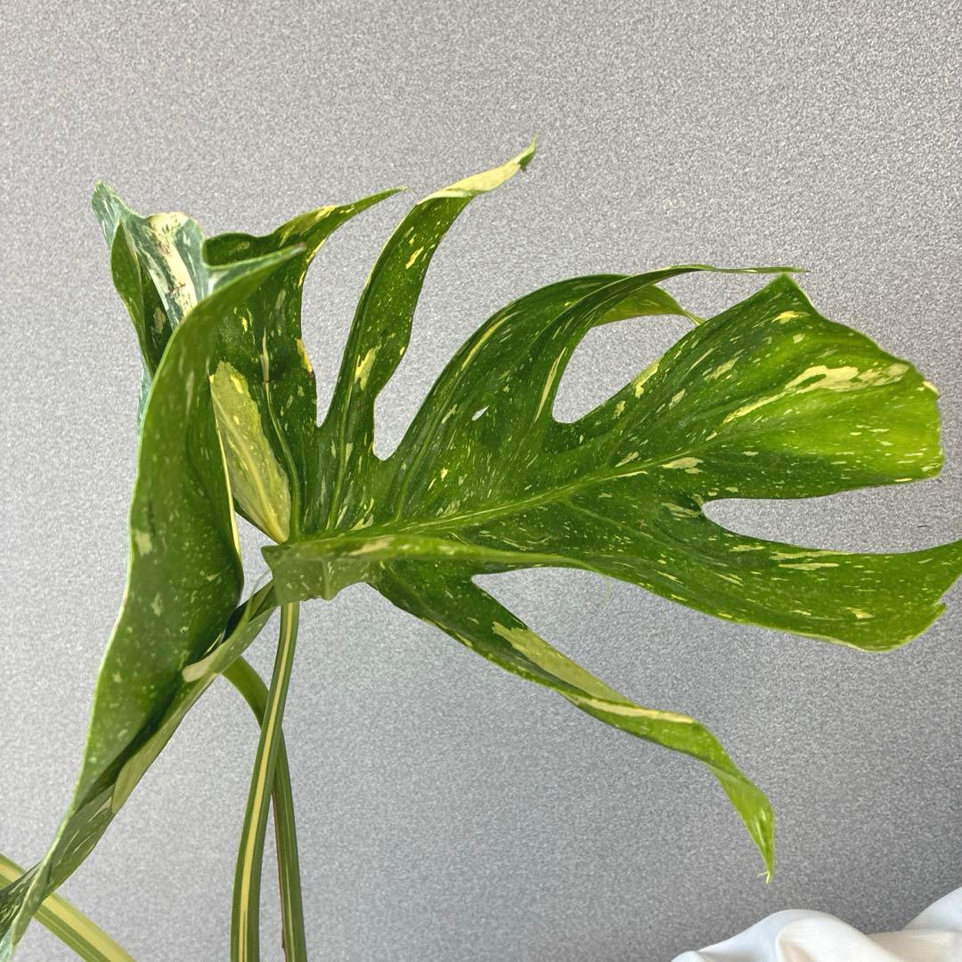 超超超絶希少❗️サイズ大❗️モンステラ　デリシオーサ　メデューサ✨