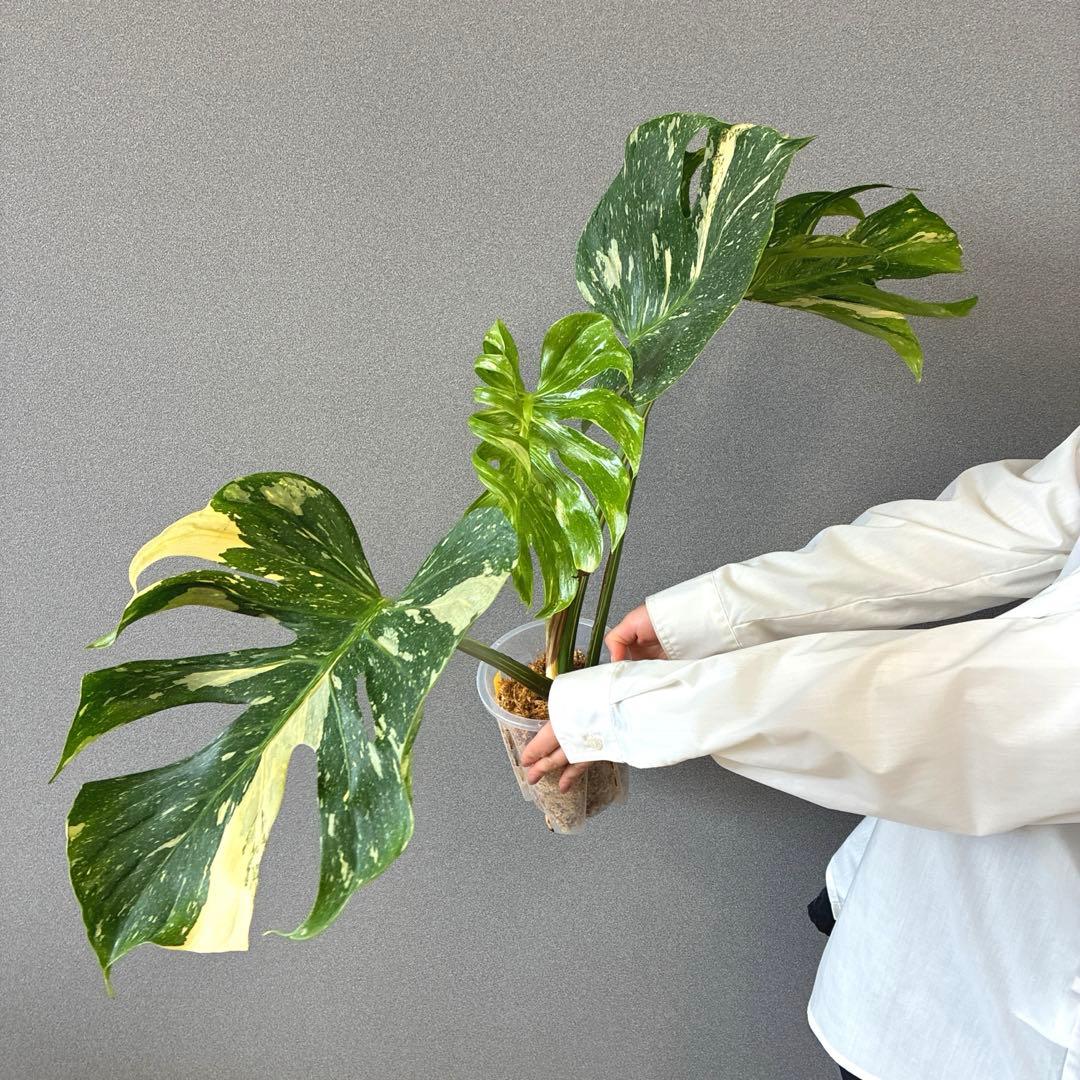 超超超絶希少❗️サイズ大❗️モンステラ　デリシオーサ　メデューサ✨