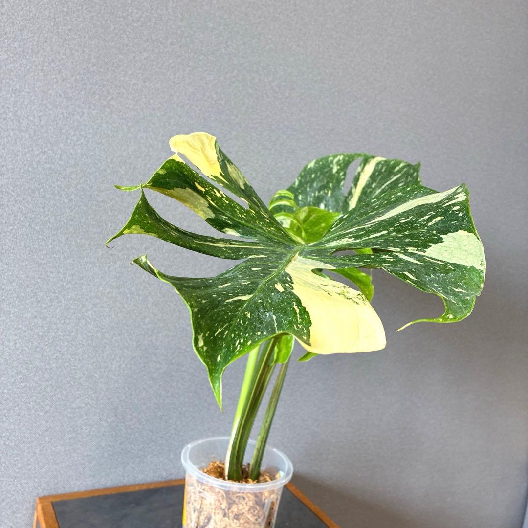 超超超絶希少❗️サイズ大❗️モンステラ　デリシオーサ　メデューサ✨