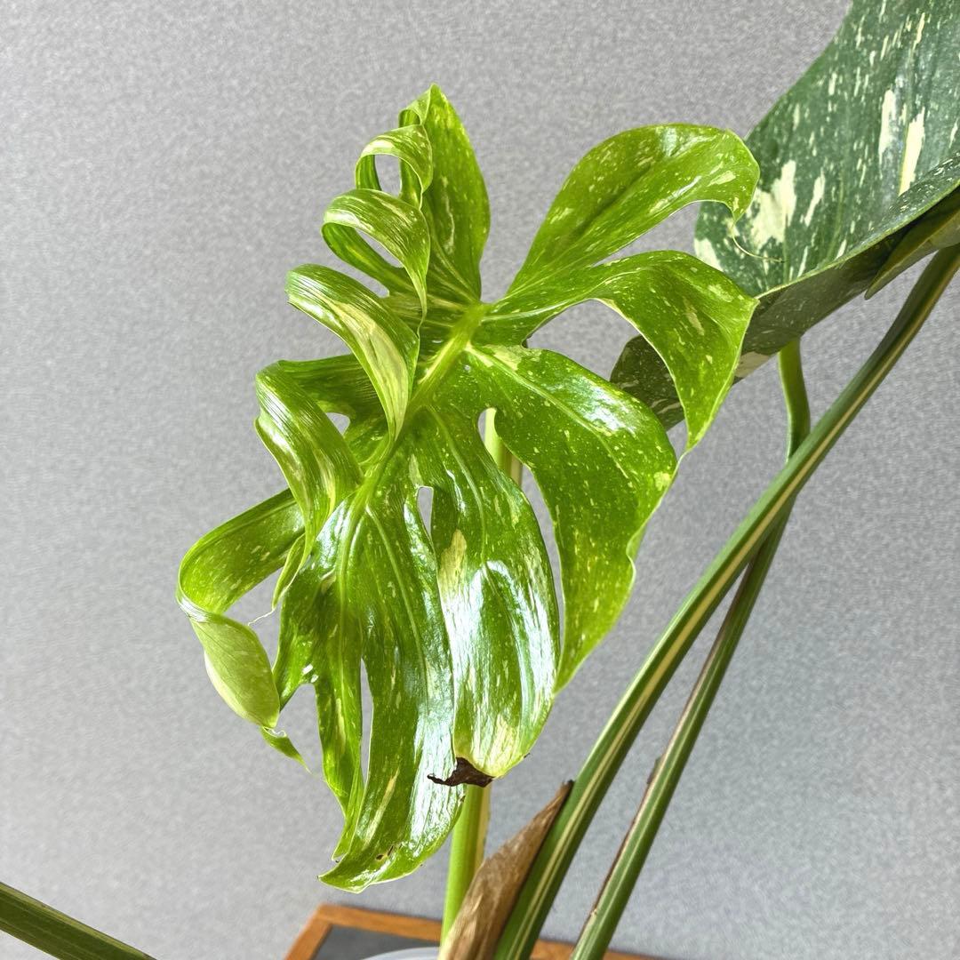 超超超絶希少❗️サイズ大❗️モンステラ　デリシオーサ　メデューサ✨