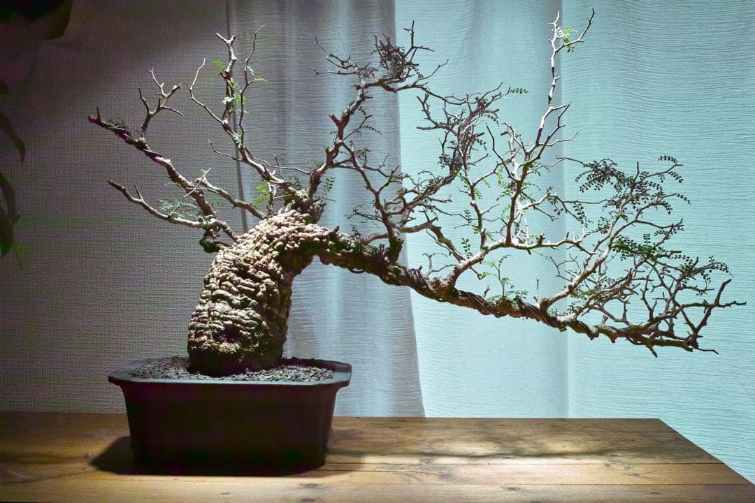 オペルクリカリア・パキプス　現地発根株　発根済み