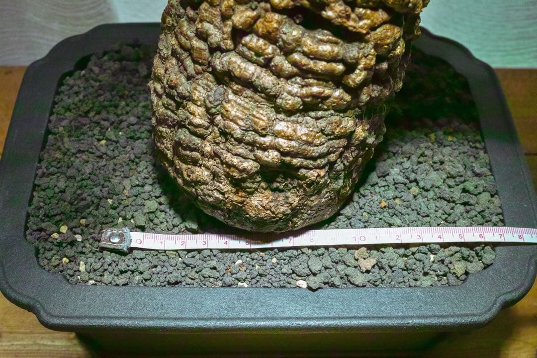 オペルクリカリア・パキプス　現地発根株　発根済み