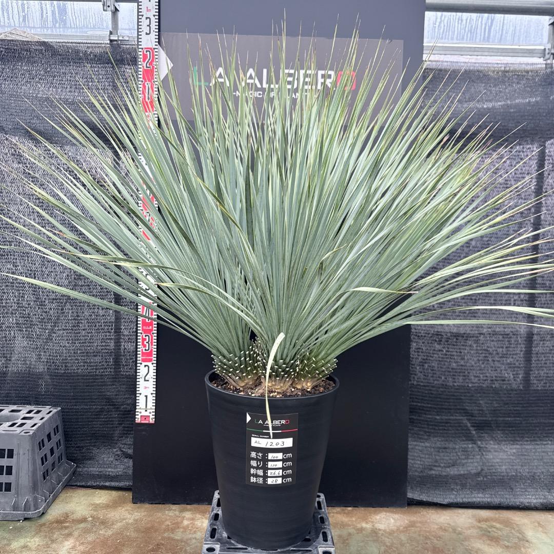 【AL1203】ユッカ　ロストラータ　ランチョブルー（品種名）４ヘッド