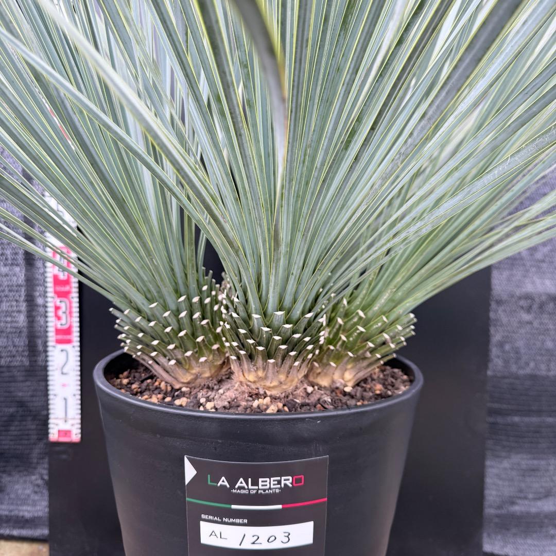 【AL1203】ユッカ　ロストラータ　ランチョブルー（品種名）４ヘッド