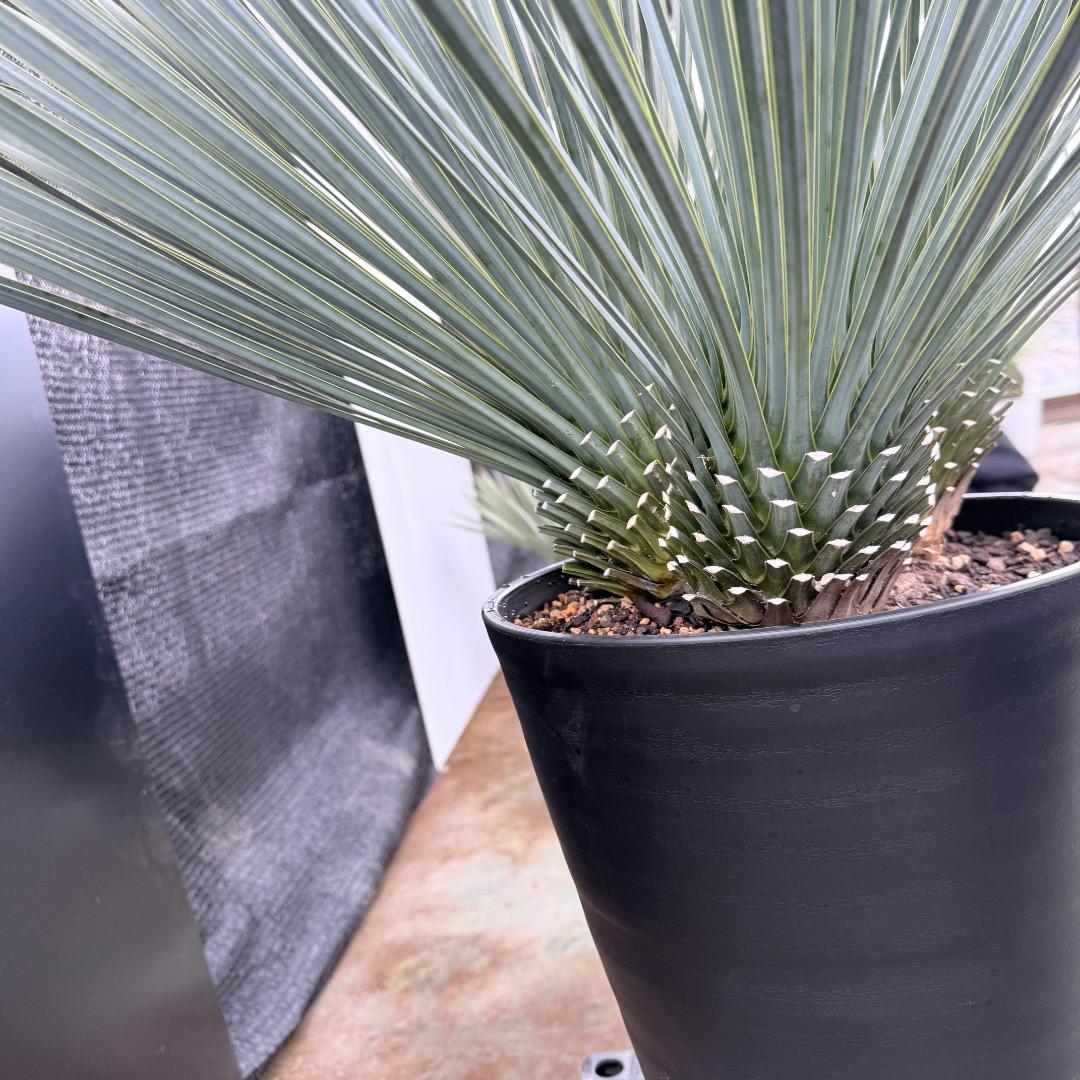 【AL1203】ユッカ　ロストラータ　ランチョブルー（品種名）４ヘッド