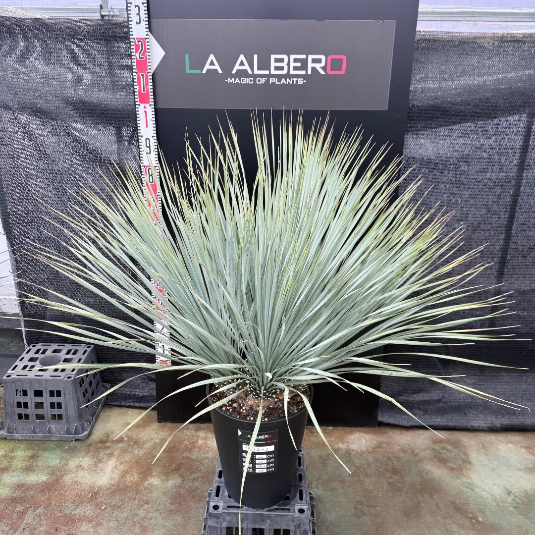 【AL1203】ユッカ　ロストラータ　ランチョブルー（品種名）４ヘッド