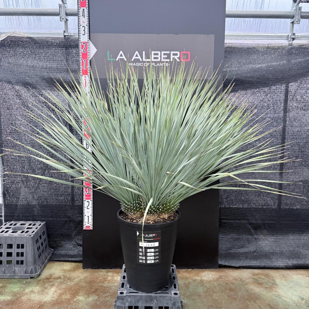 【AL1203】ユッカ　ロストラータ　ランチョブルー（品種名）４ヘッド