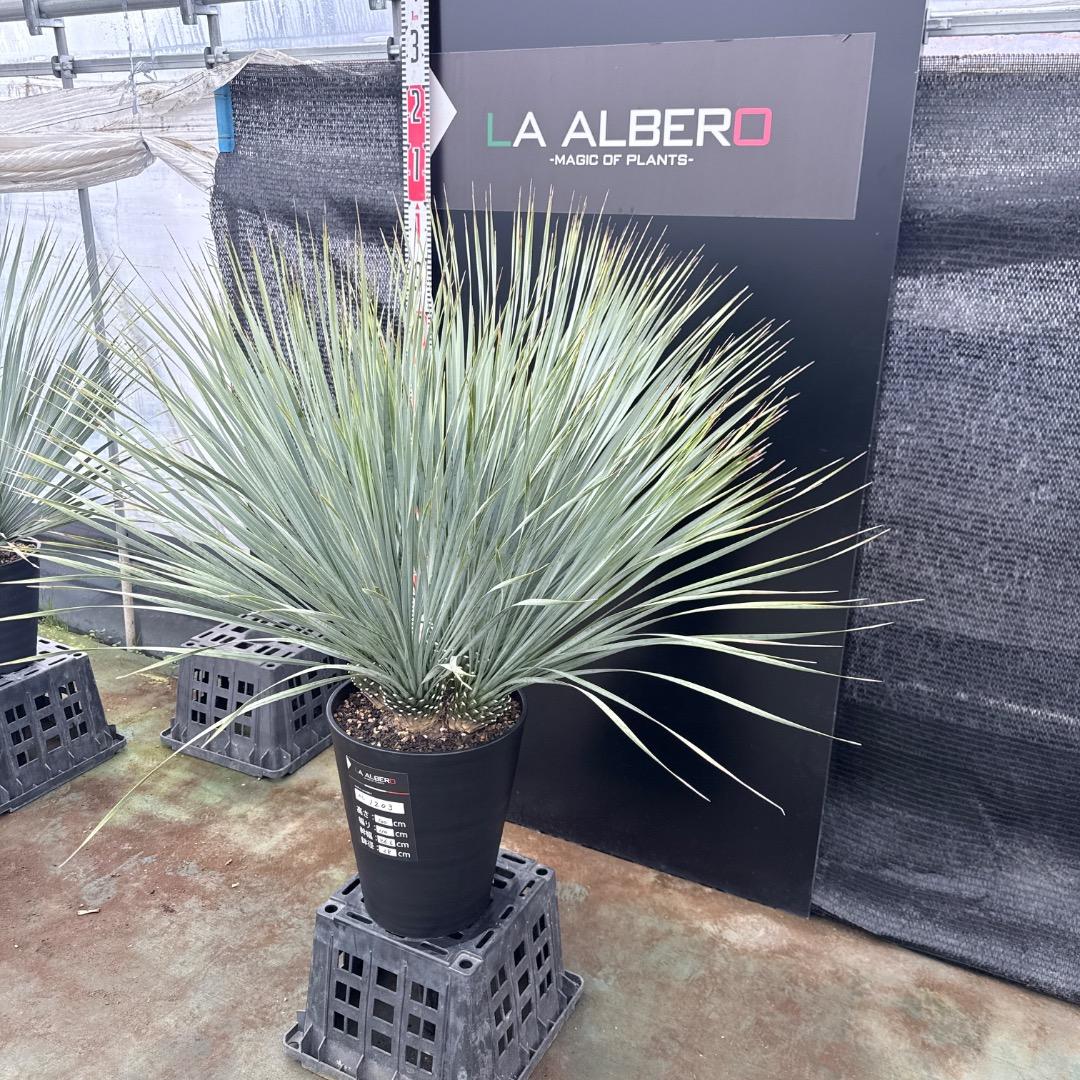 【AL1203】ユッカ　ロストラータ　ランチョブルー（品種名）４ヘッド