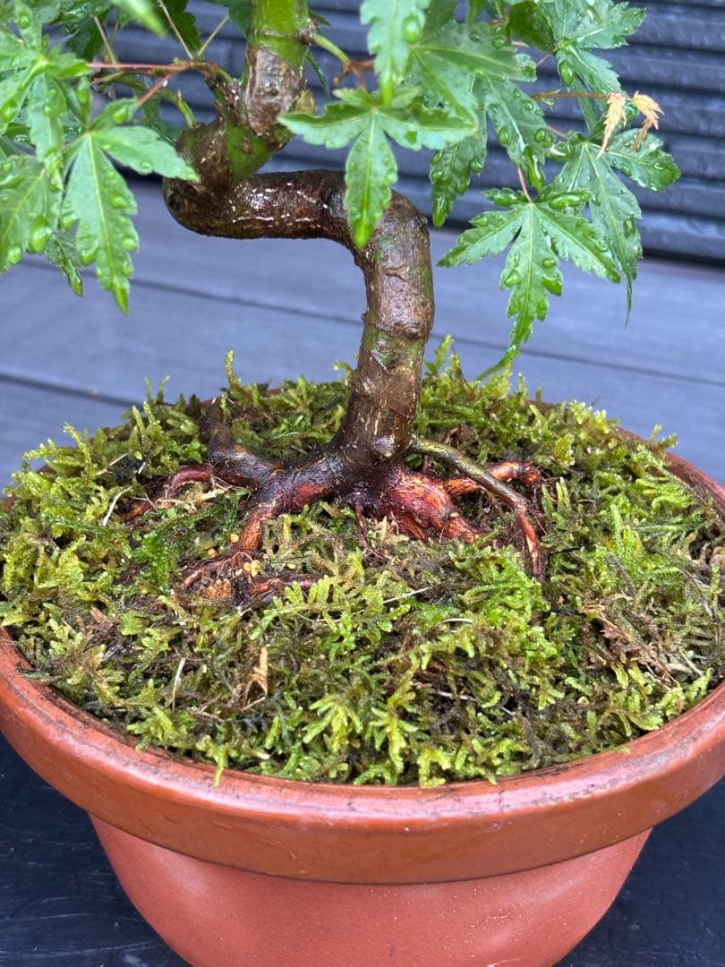 根張り良好な山モミジ盆栽　常滑鉢付き　紅葉盆栽　ヤマモミジ　鉢植え