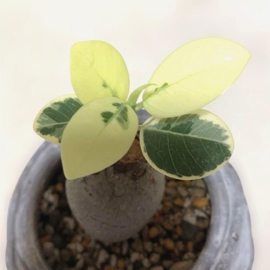 【まあるい】パンダ　ガジュマル　斑入り　接木