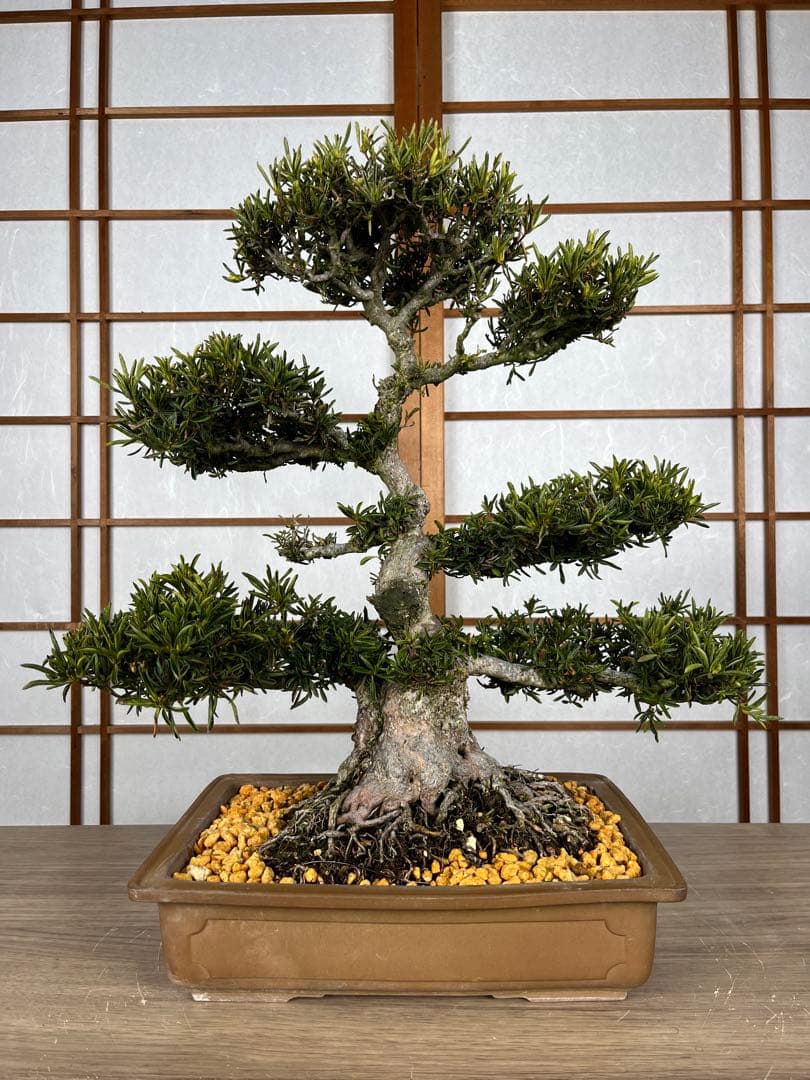 【皐月(さつき)】 \