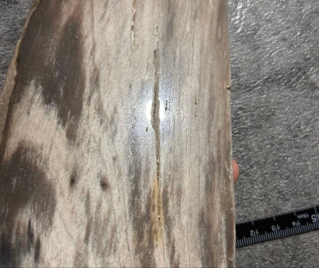 天然石オブジェ／化石化した木片（結晶あり）インテリア・撮影小