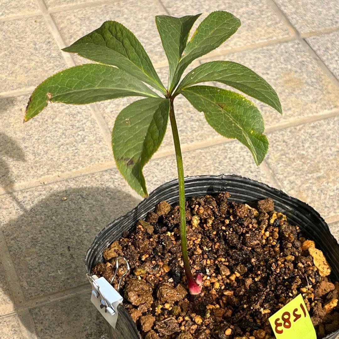 そ*♪様 ❤️プチプチ新芽❤️1283 【❤️極上❤️ソレイユ】クリスマスローズ