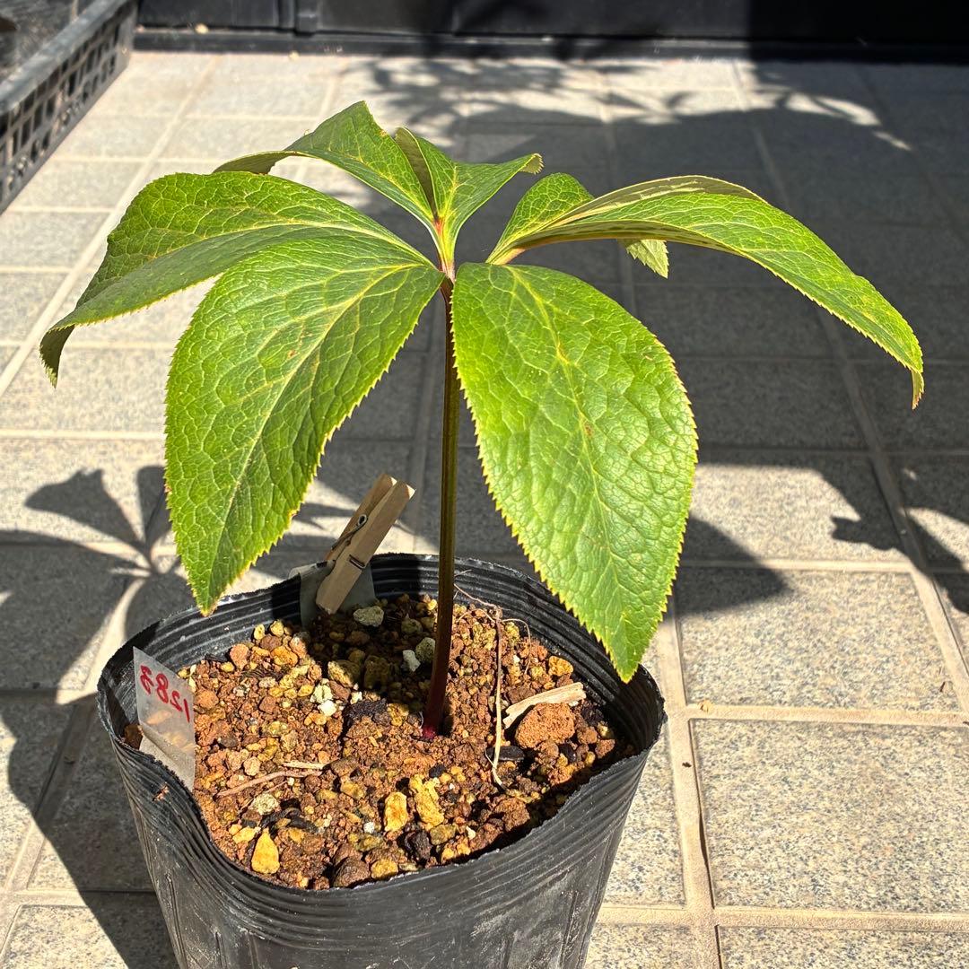 そ*♪様 ❤️プチプチ新芽❤️1283 【❤️極上❤️ソレイユ】クリスマスローズ