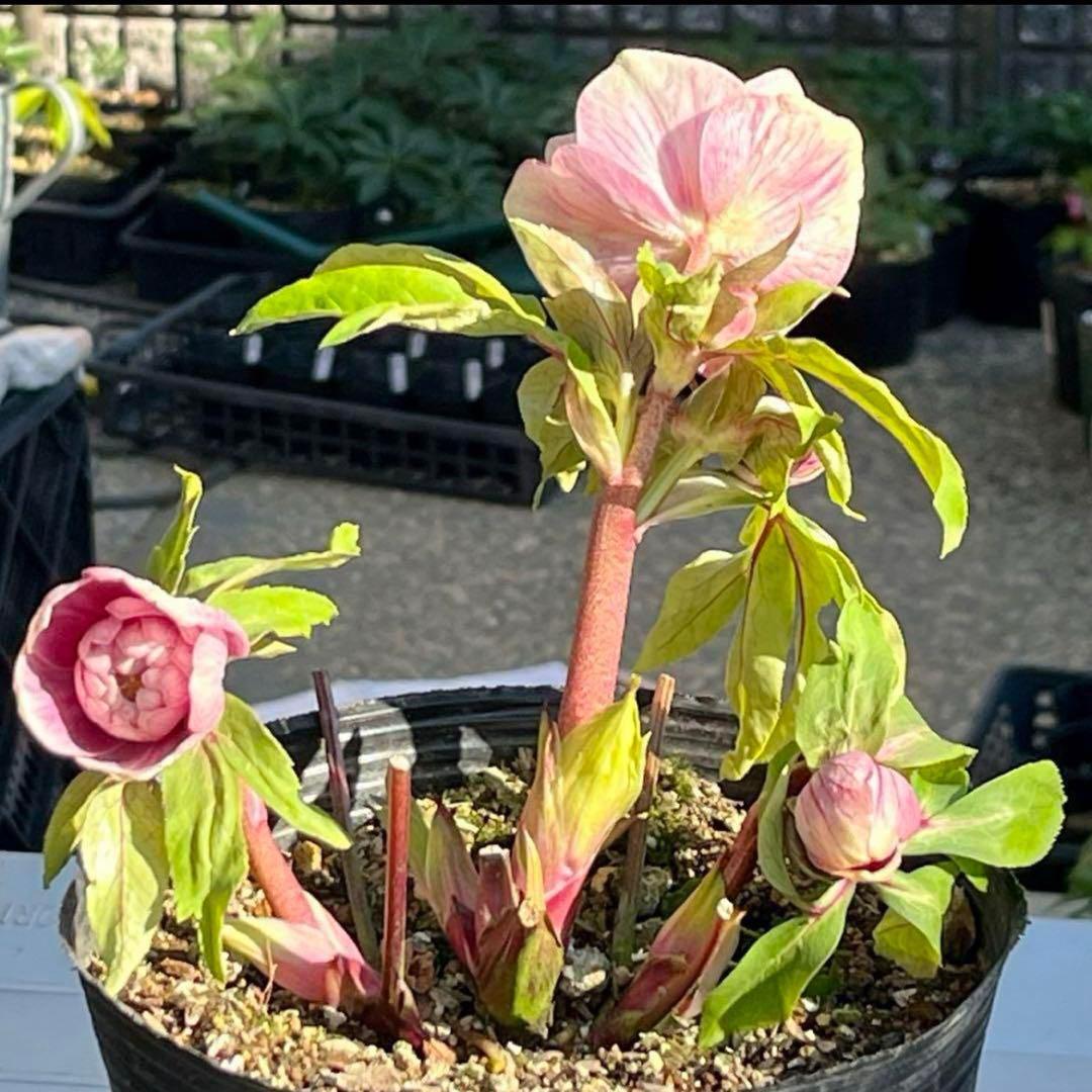 そ*♪様 ❤️プチプチ新芽❤️1283 【❤️極上❤️ソレイユ】クリスマスローズ