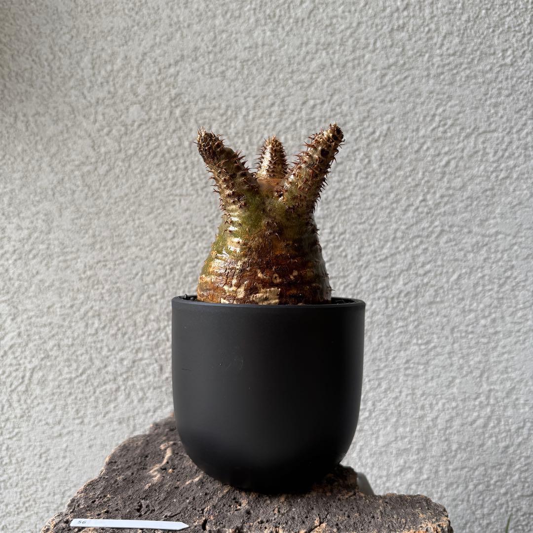 【専用】56【現地球・発根済】パキポディウム・グラキリス