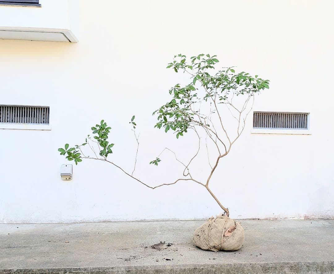 洗練。。山採りアセビ。