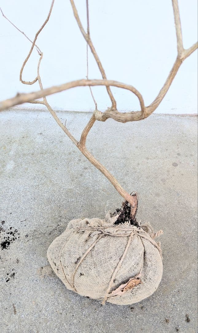 洗練。。山採りアセビ。