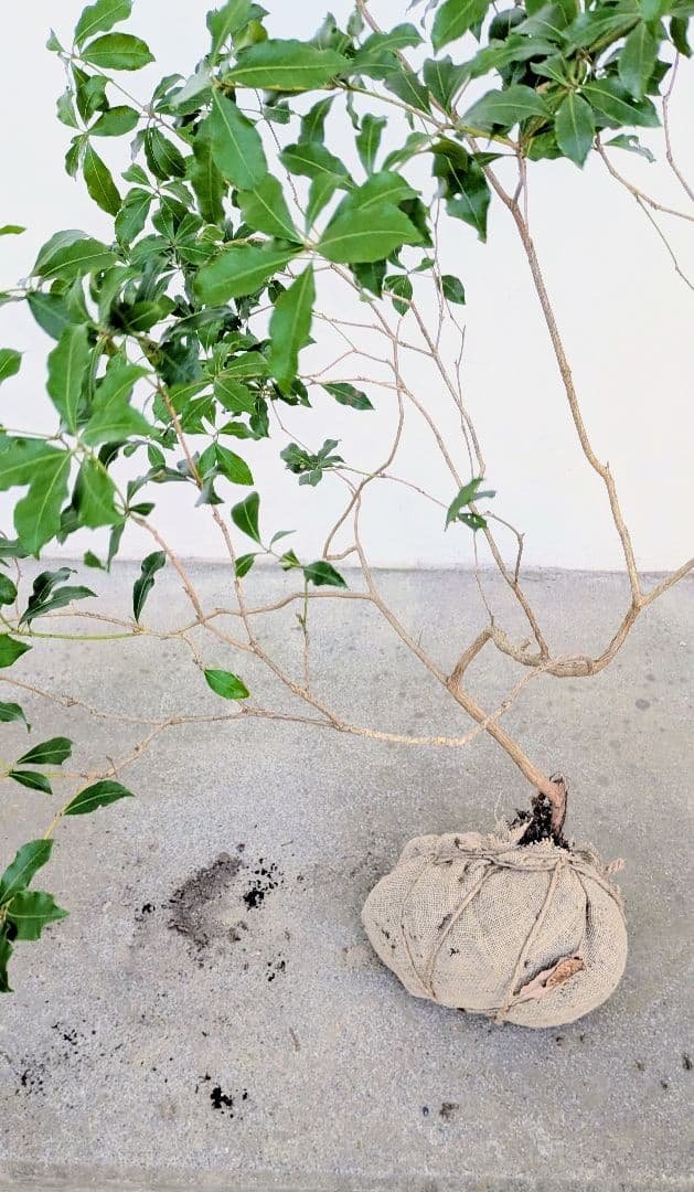 洗練。。山採りアセビ。