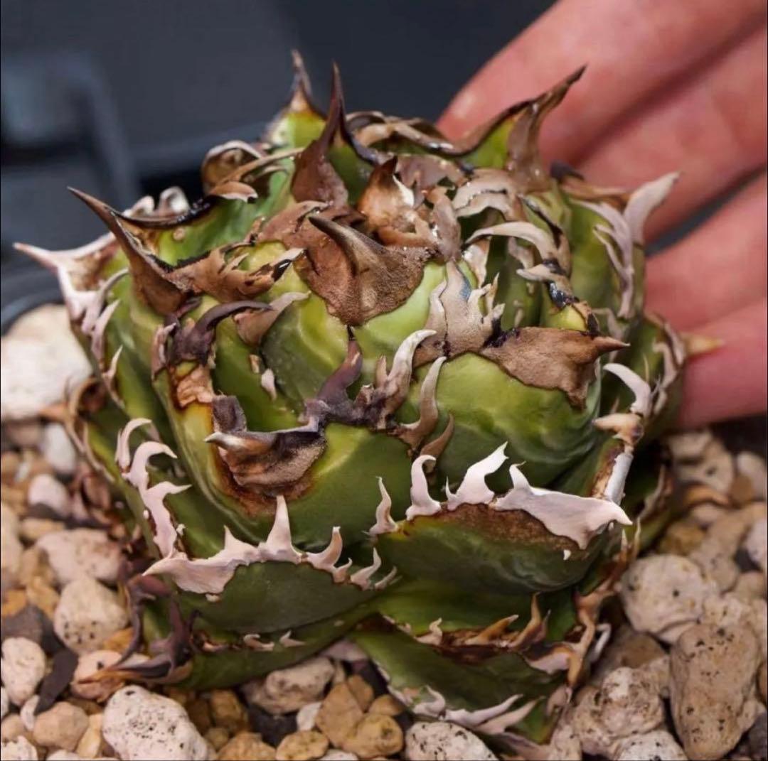 アガベ　チタノタ　皇冠　子株　lize　oc