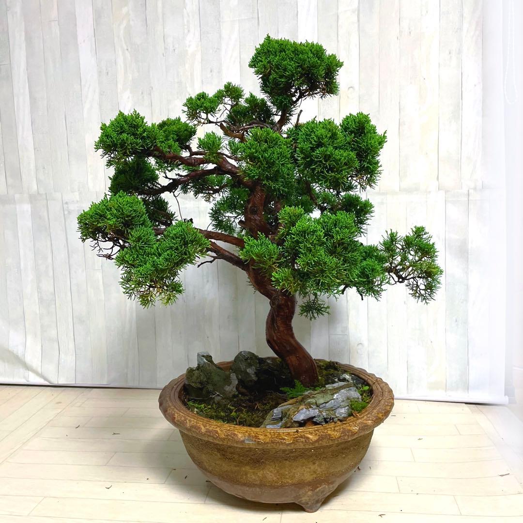 真柏『盆栽』
