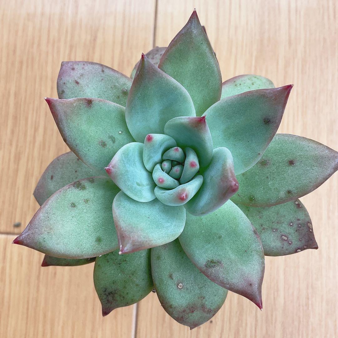 札付き✨️コロラータアウテンティカ・このまま発送・サボテン相談室