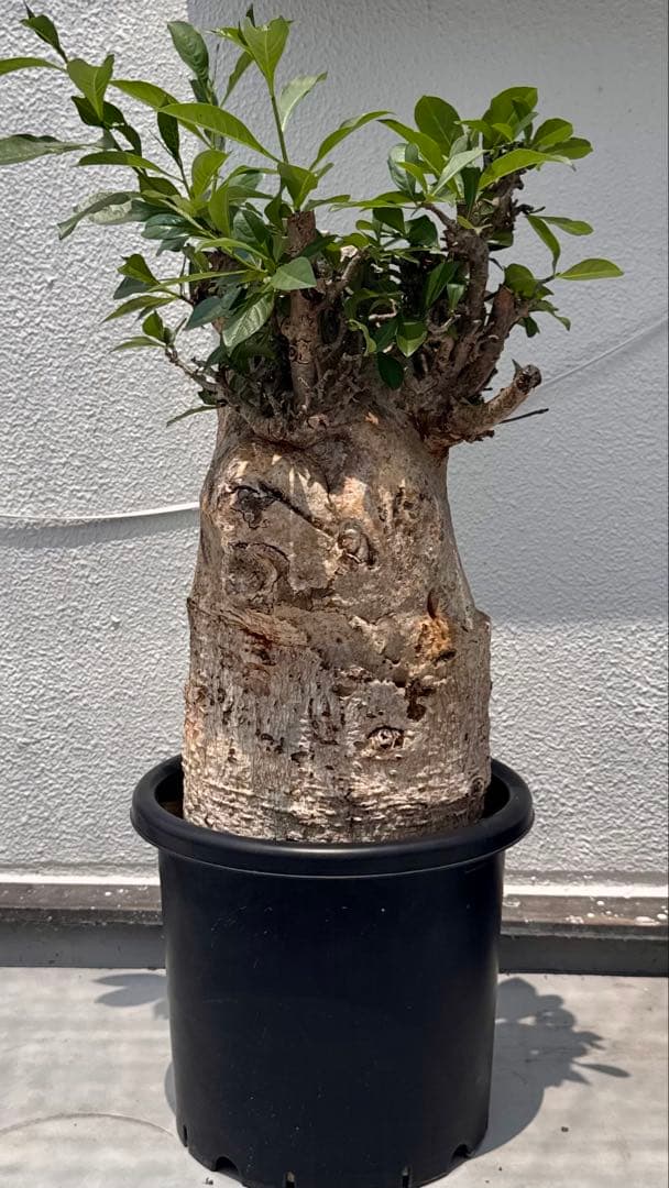 バオバブ　アダンソニア ディギタータ　発根済み　低重心　極太