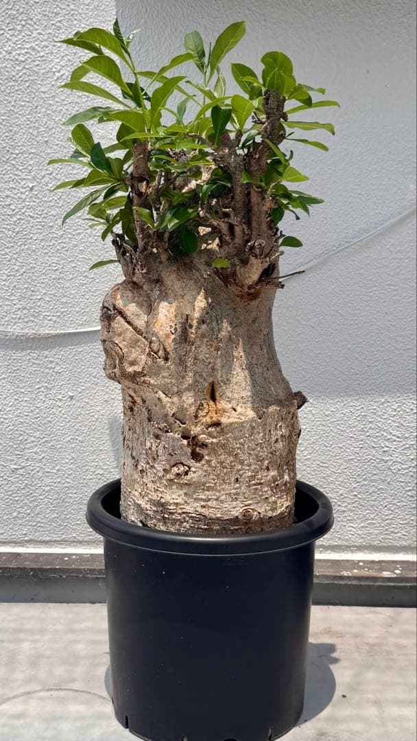 バオバブ　アダンソニア ディギタータ　発根済み　低重心　極太