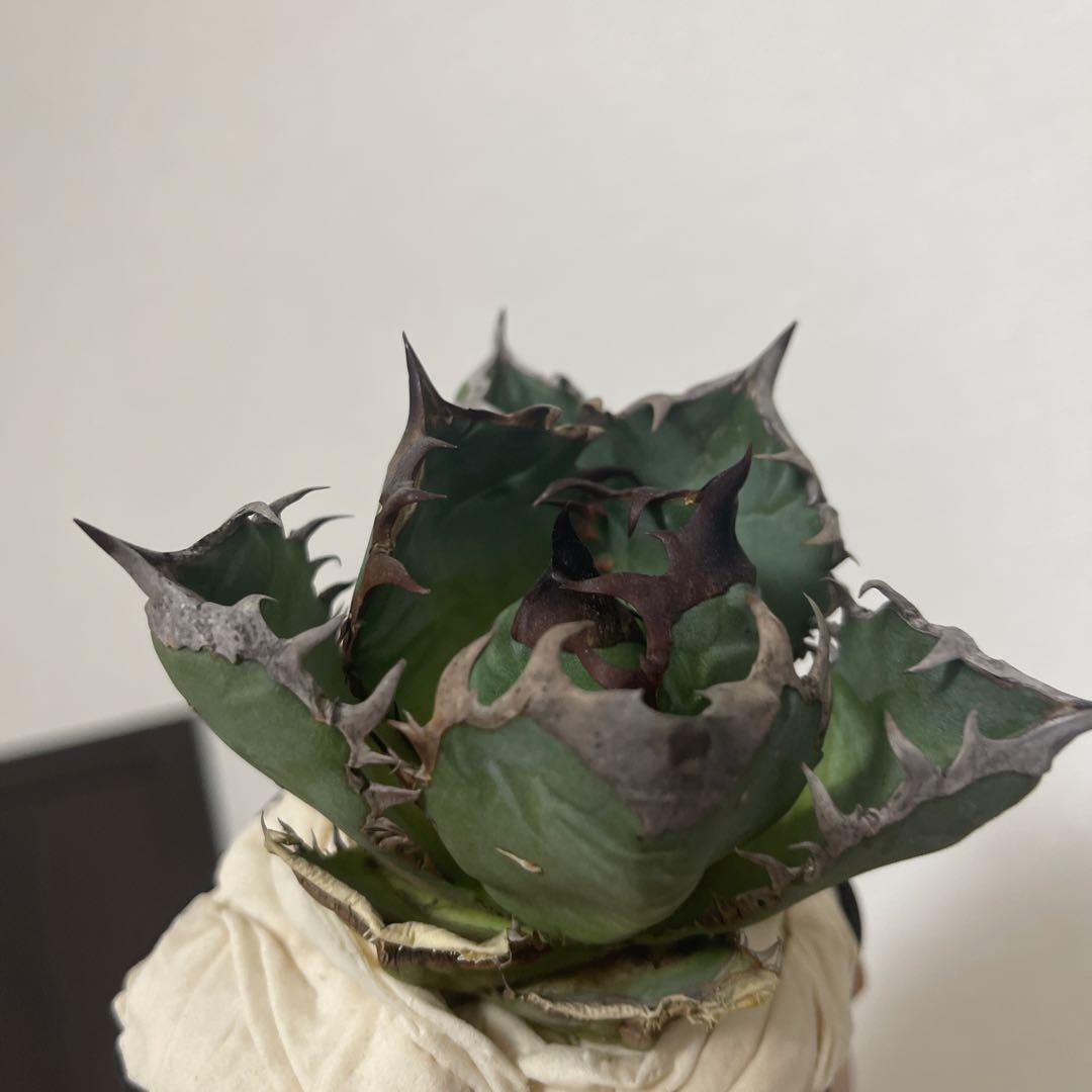 A076 アガベ オアハカワイルド血統 ノーネーム メルカリ便 東曜植