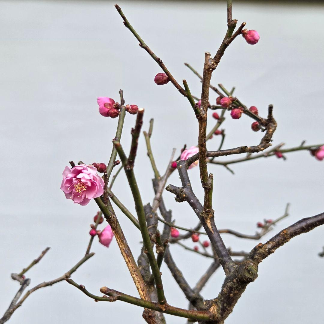 梅　(紅八重咲き)　[模様木]　大品盆栽