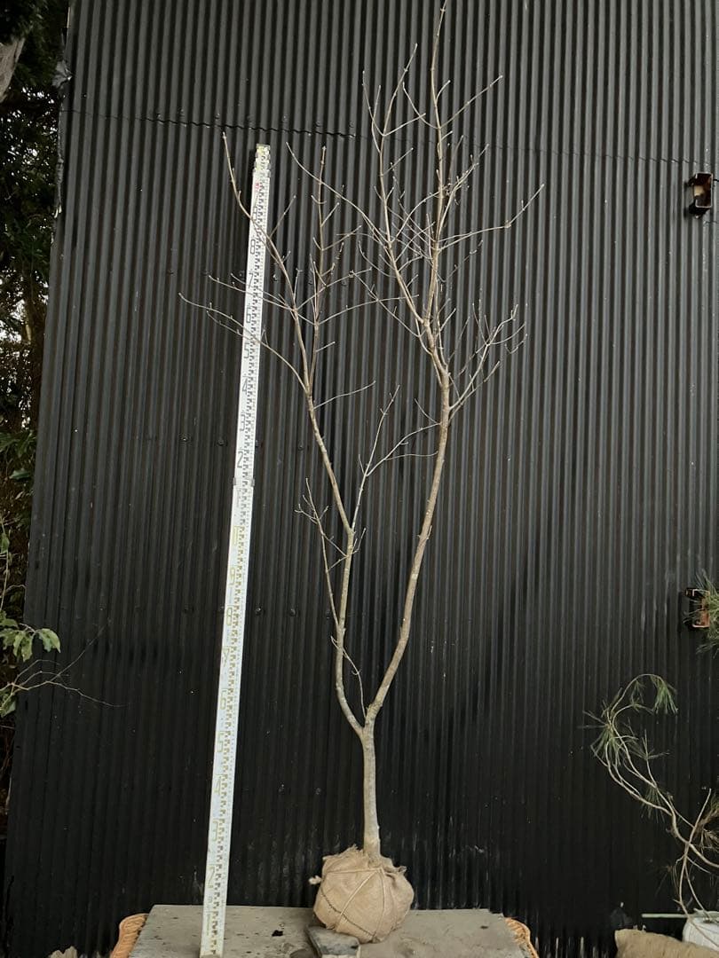 山採り　アオダモ e