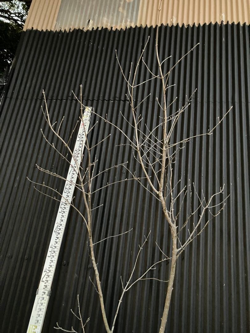 山採り　アオダモ e