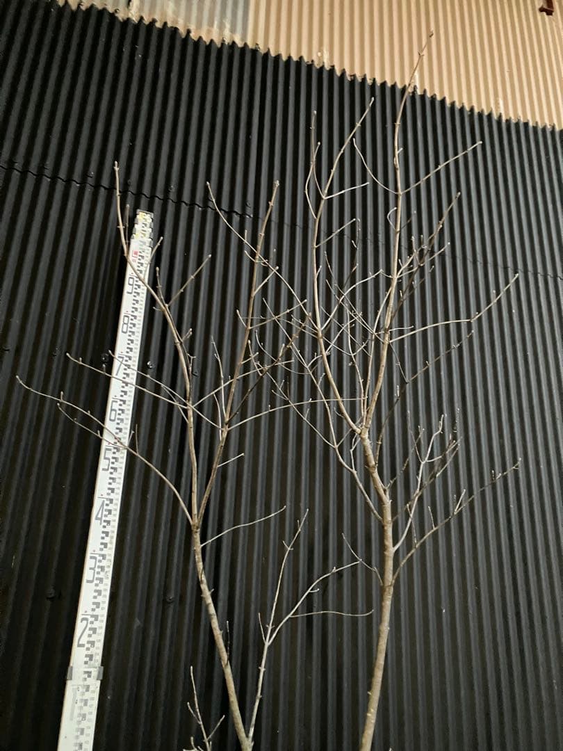 山採り　アオダモ e