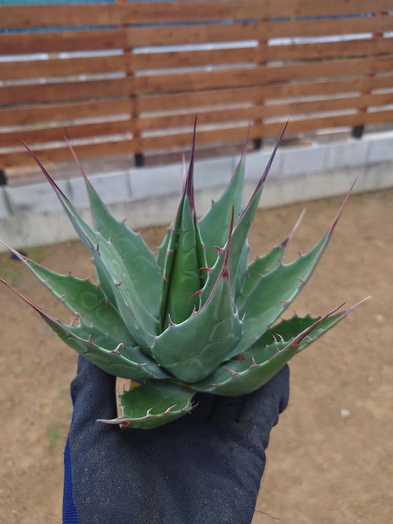 アガベ　アズールモントレー　実生株