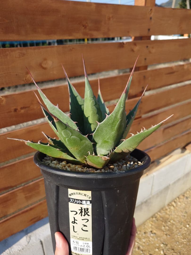 アガベ　アズールモントレー　実生株