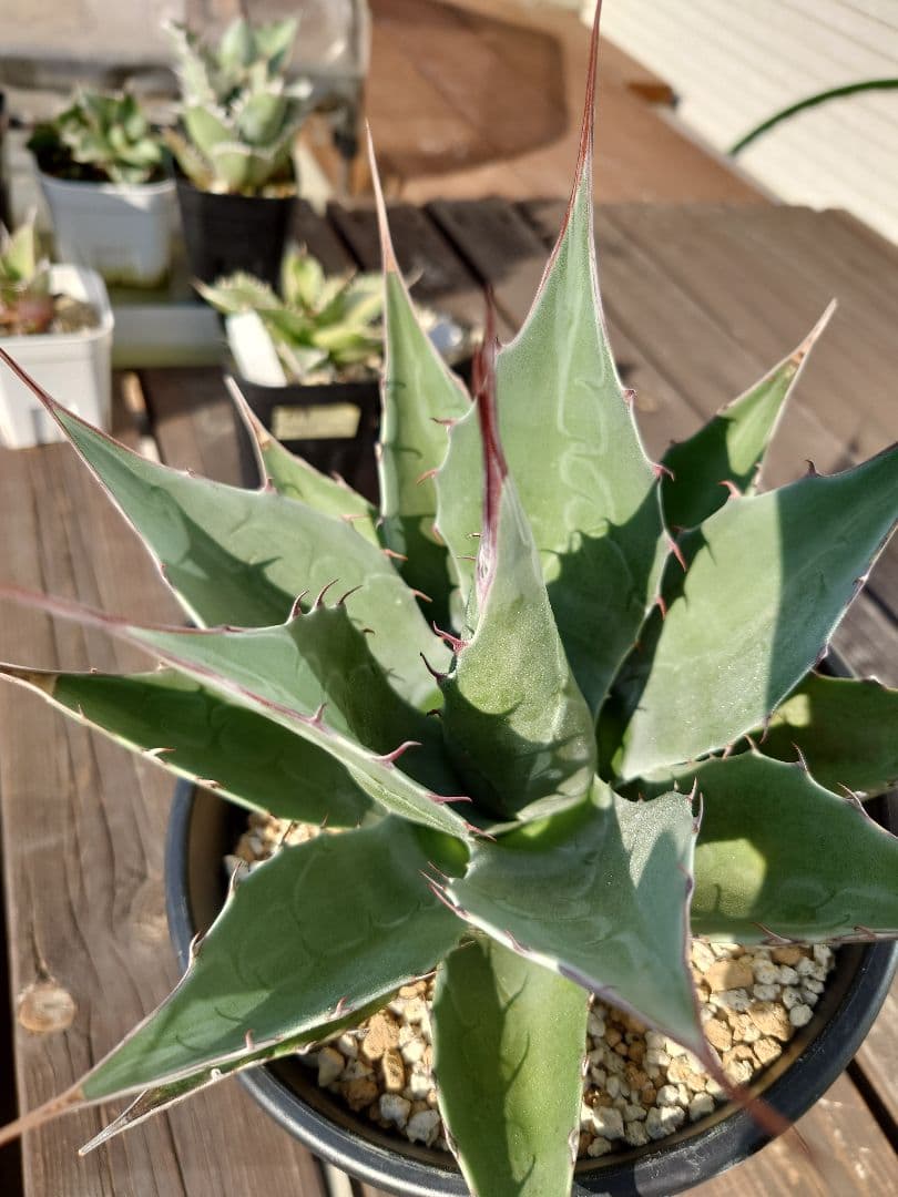 アガベ　アズールモントレー　実生株