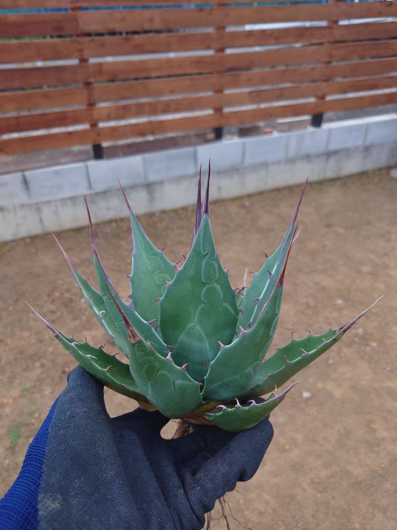 アガベ　アズールモントレー　実生株