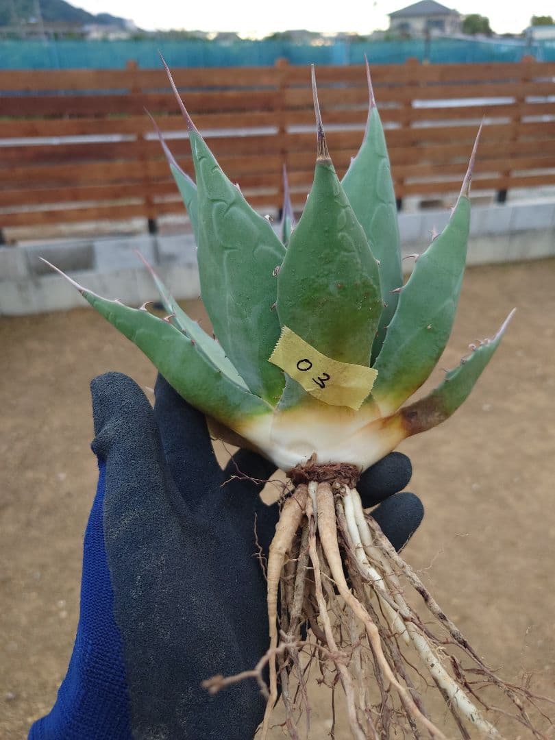 アガベ　アズールモントレー　実生株