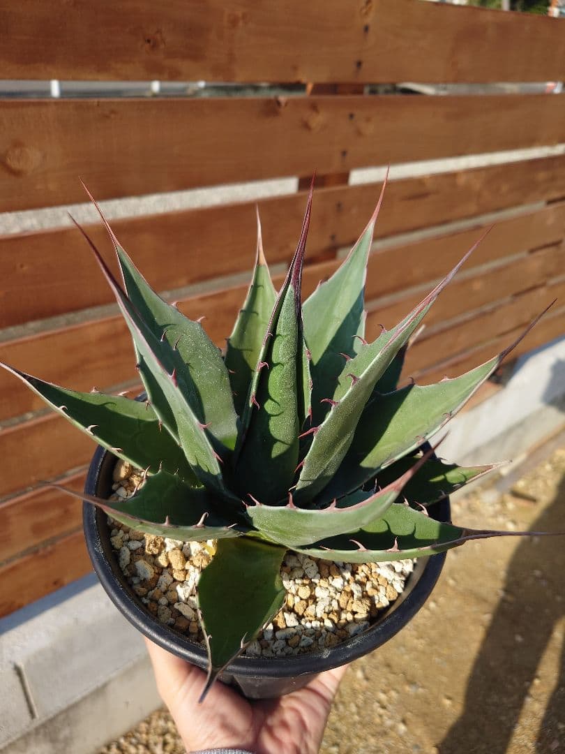 アガベ　アズールモントレー　実生株