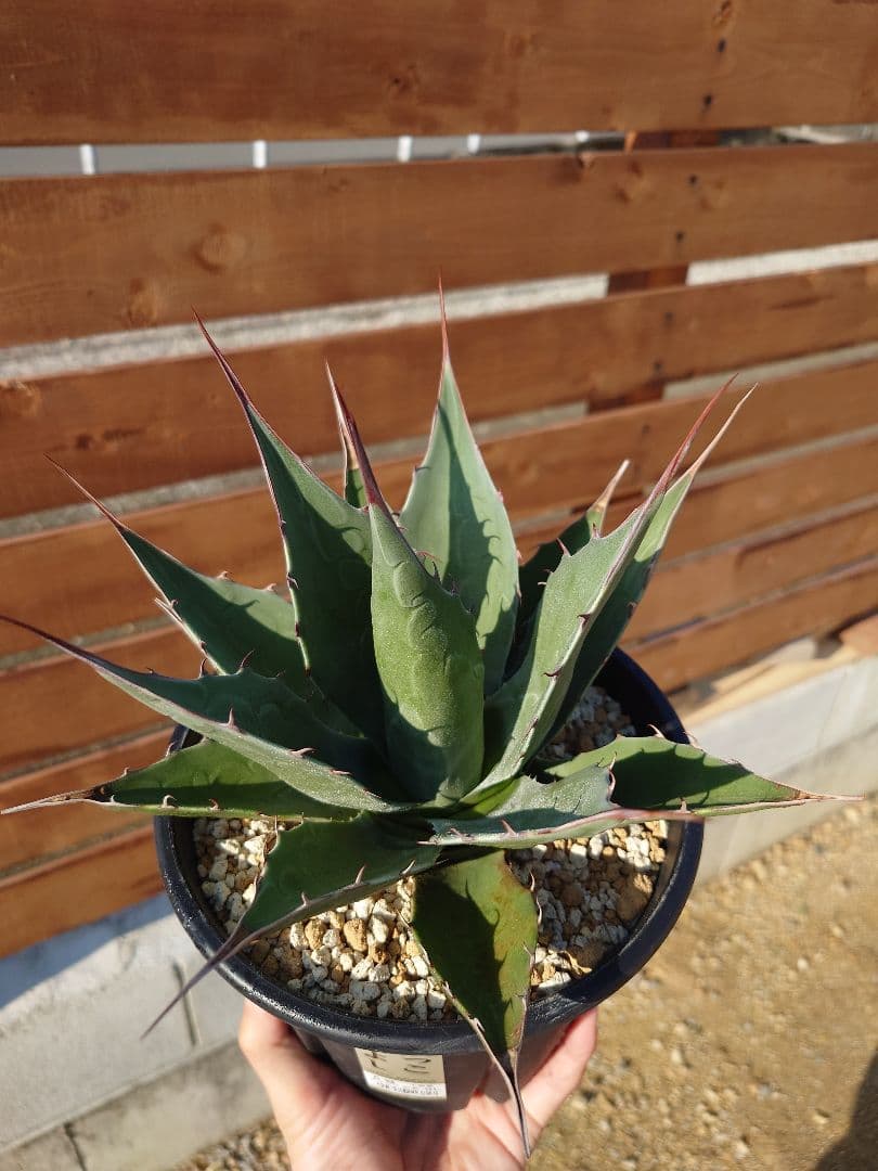 アガベ　アズールモントレー　実生株