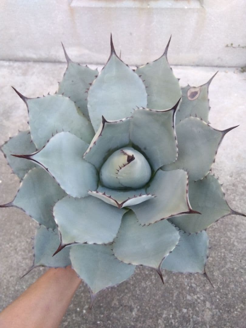 アガベ　吉祥天　30センチ❗　え