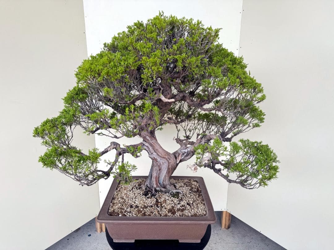 ⭕️★真柏！特価！早い物勝！送料無料、太幹・◎捻転・シャリ・ジン、シンパク