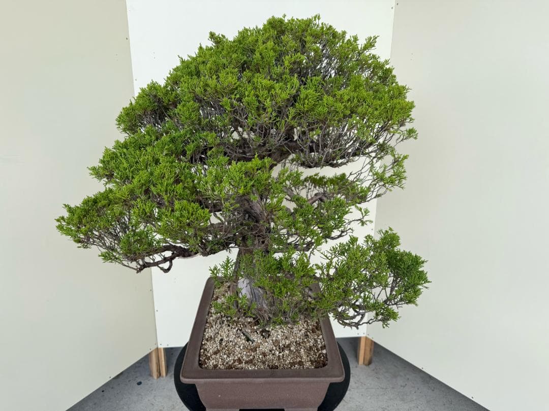 ⭕️★真柏！特価！早い物勝！送料無料、太幹・◎捻転・シャリ・ジン、シンパク