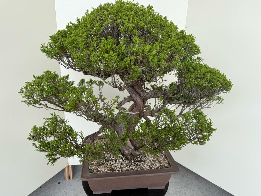 ⭕️★真柏！特価！早い物勝！送料無料、太幹・◎捻転・シャリ・ジン、シンパク