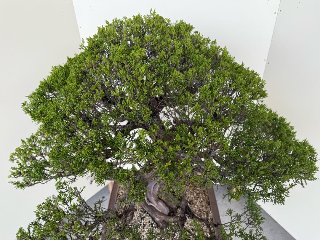 ⭕️★真柏！特価！早い物勝！送料無料、太幹・◎捻転・シャリ・ジン、シンパク