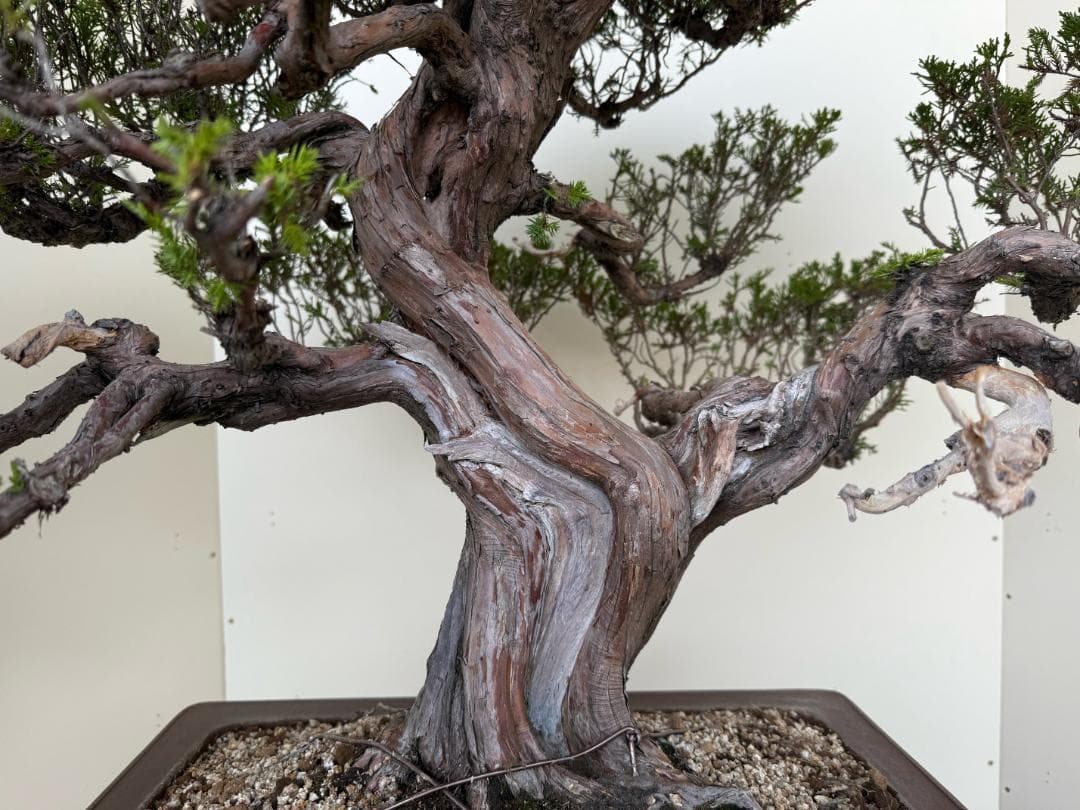 ⭕️★真柏！特価！早い物勝！送料無料、太幹・◎捻転・シャリ・ジン、シンパク