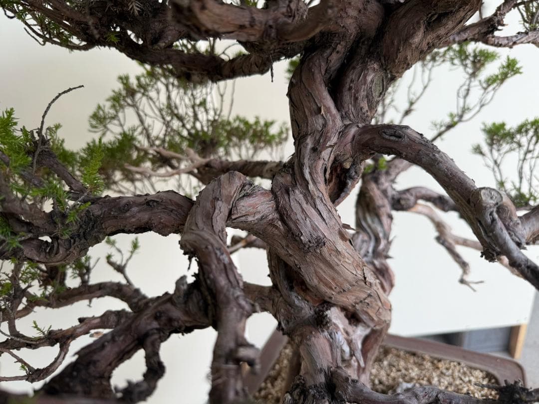 ⭕️★真柏！特価！早い物勝！送料無料、太幹・◎捻転・シャリ・ジン、シンパク