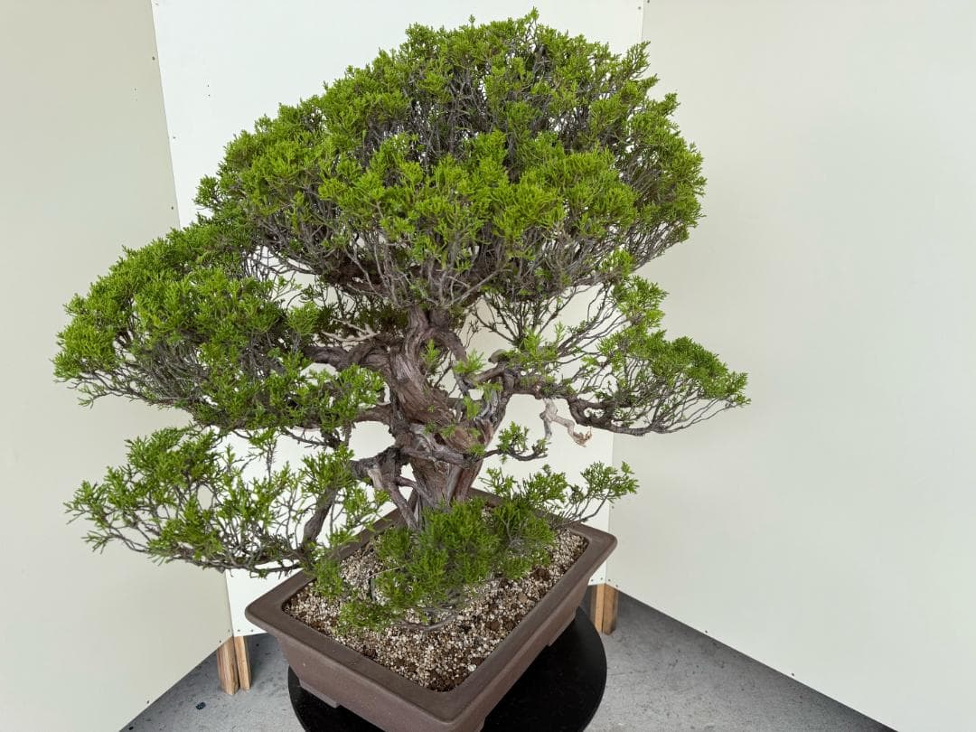 ⭕️★真柏！特価！早い物勝！送料無料、太幹・◎捻転・シャリ・ジン、シンパク