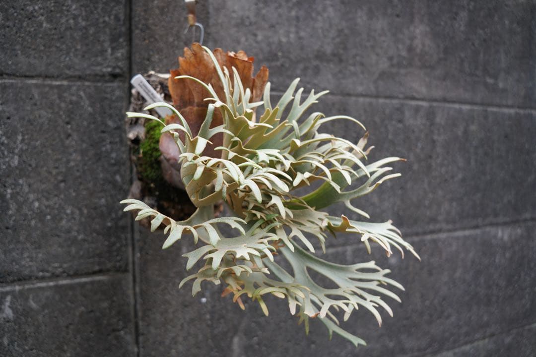 ビカクシダ P.willinckii ' Elves ' OC