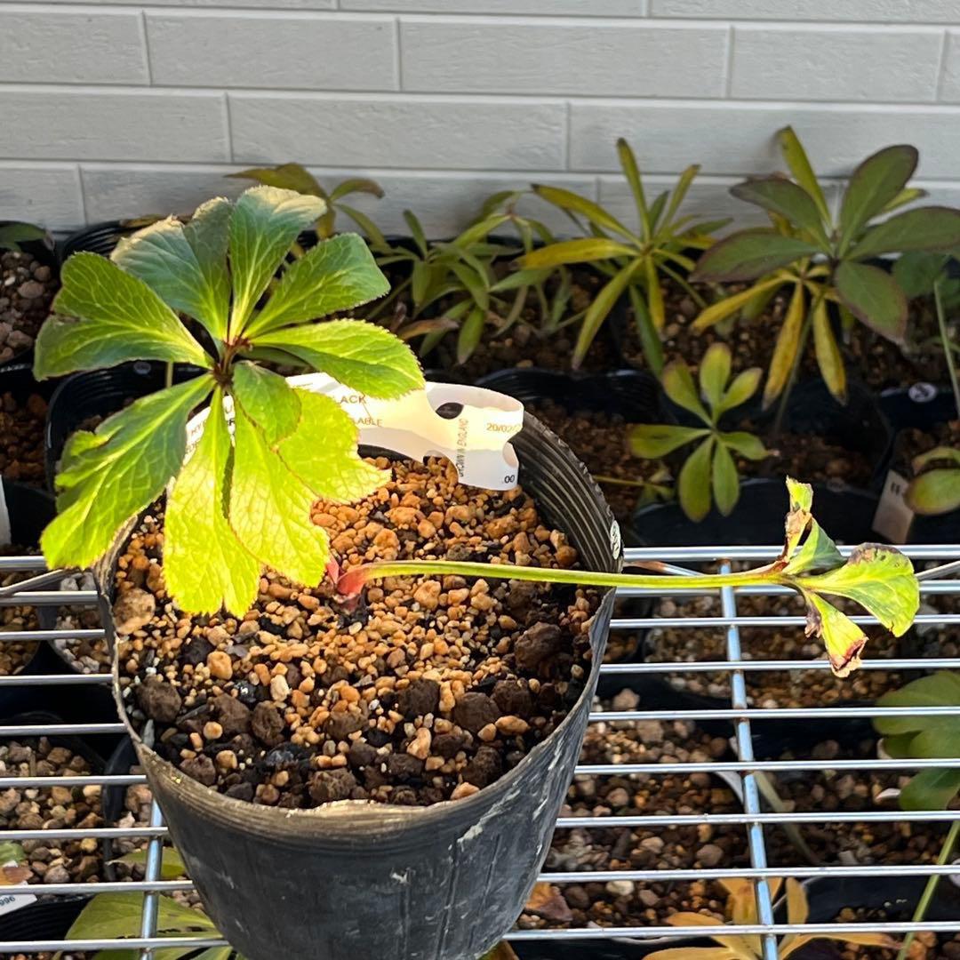 ヒ*イ様 ☘️超希少☘️唯一無二☘️根充実❤️しっかり新芽❤️907【Ash】D